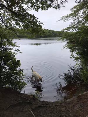 Fresh Pond Reservation Dog Park